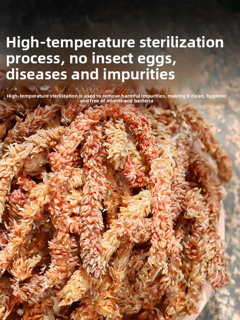 Chilean Sphagnum Moss 100g 200 - Sphagnum Moss Dry ulasan dan harga