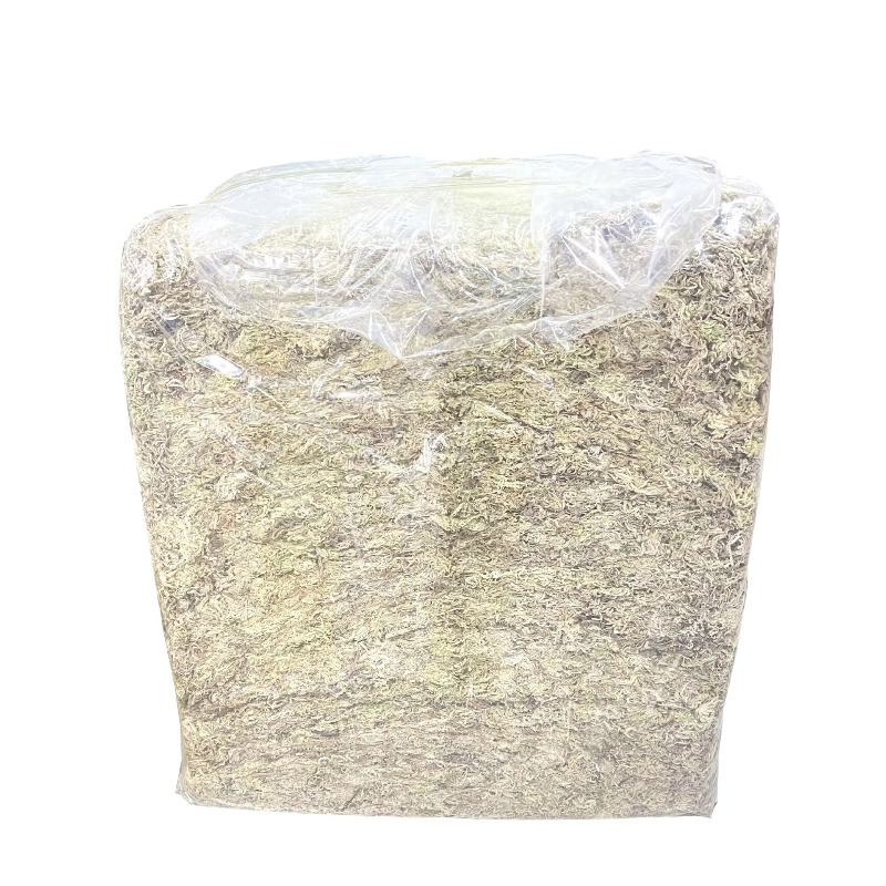 5KG Sphagnum Moss Bulk Compres - Sphagnum Moss Dry ulasan dan harga