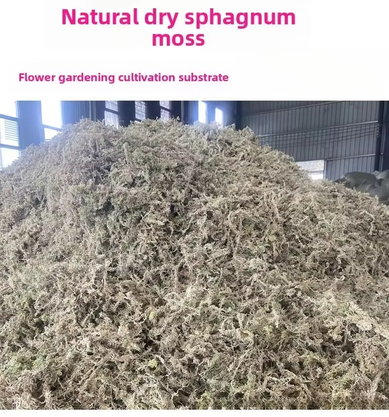 5KG Sphagnum Moss Bulk Compres - Sphagnum Moss Dry ulasan dan harga