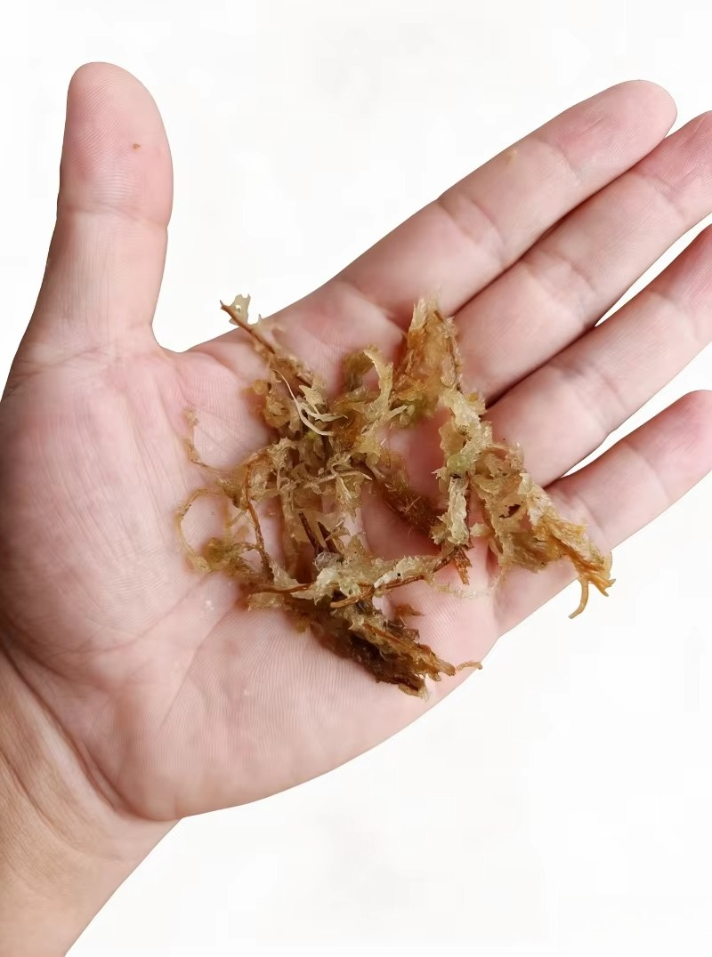 Premium Sphagnum Moss for Orch - Sphagnum Moss Dry ulasan dan harga